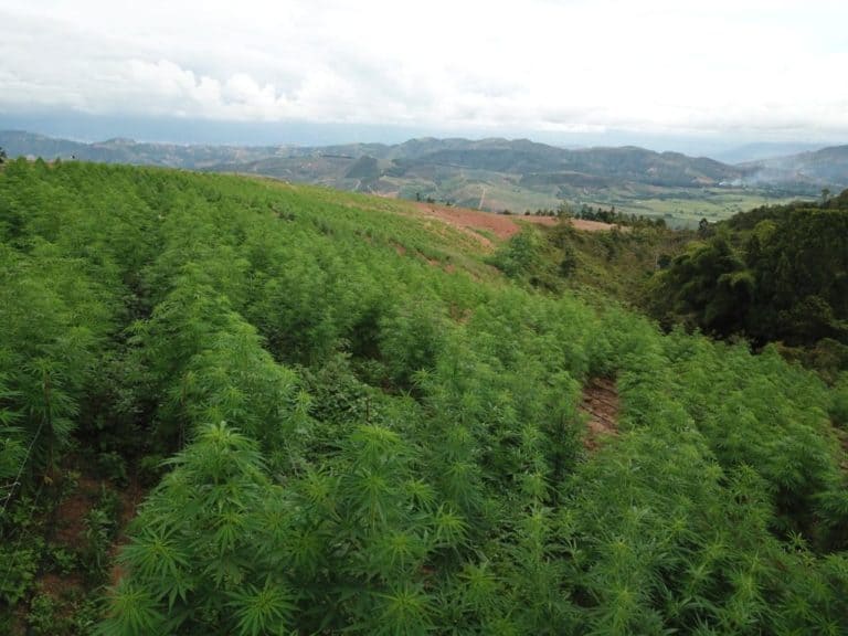 Low-Cost Medical Cannabis Flower To Be Exported From Colombia For The First Time