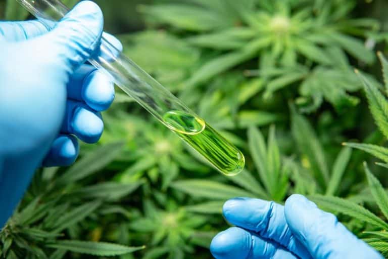 Is medical marijuana legal in Australia – A Budding Industry