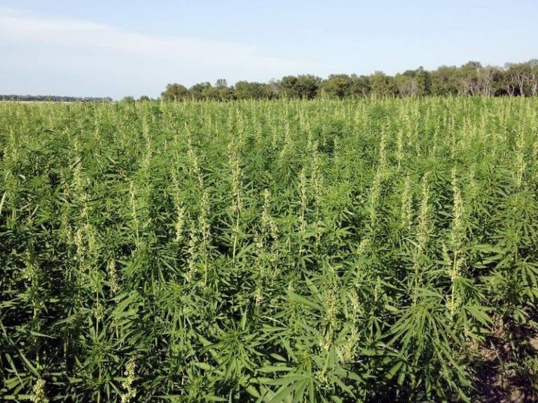 Industrial Hemp crops suited to warmer climate