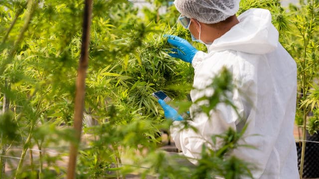 Canngea attracted to ECS Botanics’ sustainably grown cannabis, inks deal