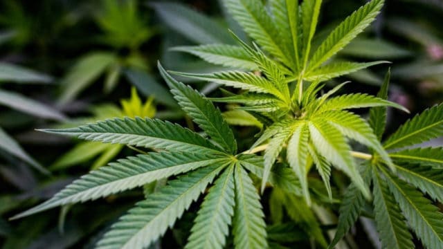 Germany: Likely future government supports cannabis legalisation