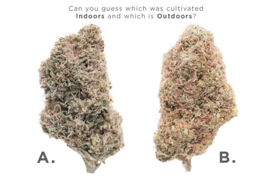 Moldy Weed vs Trichomes: An In-Depth Guide to Cannabis Quality