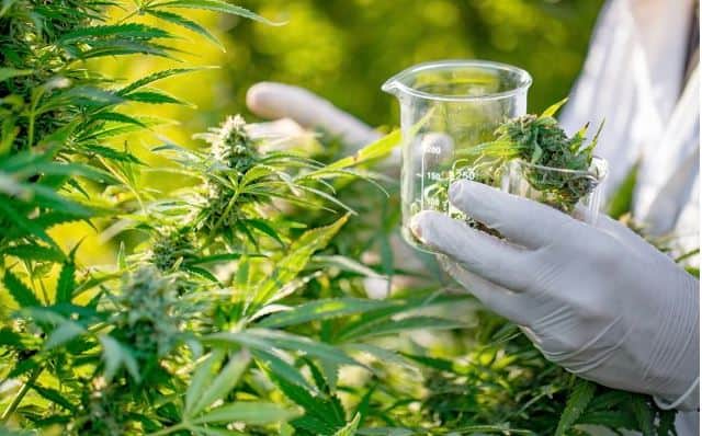ECS Botanics will supply cannabis biomass to Sun Pharma to produce resin under a 10-year deal
