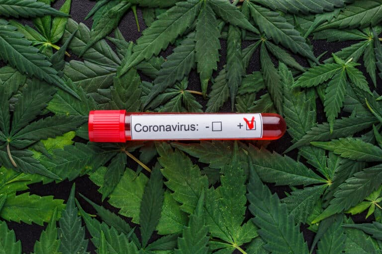 Study Finds Cannabis Chemical Compounds Prevent Infection By Covid-19 Virus