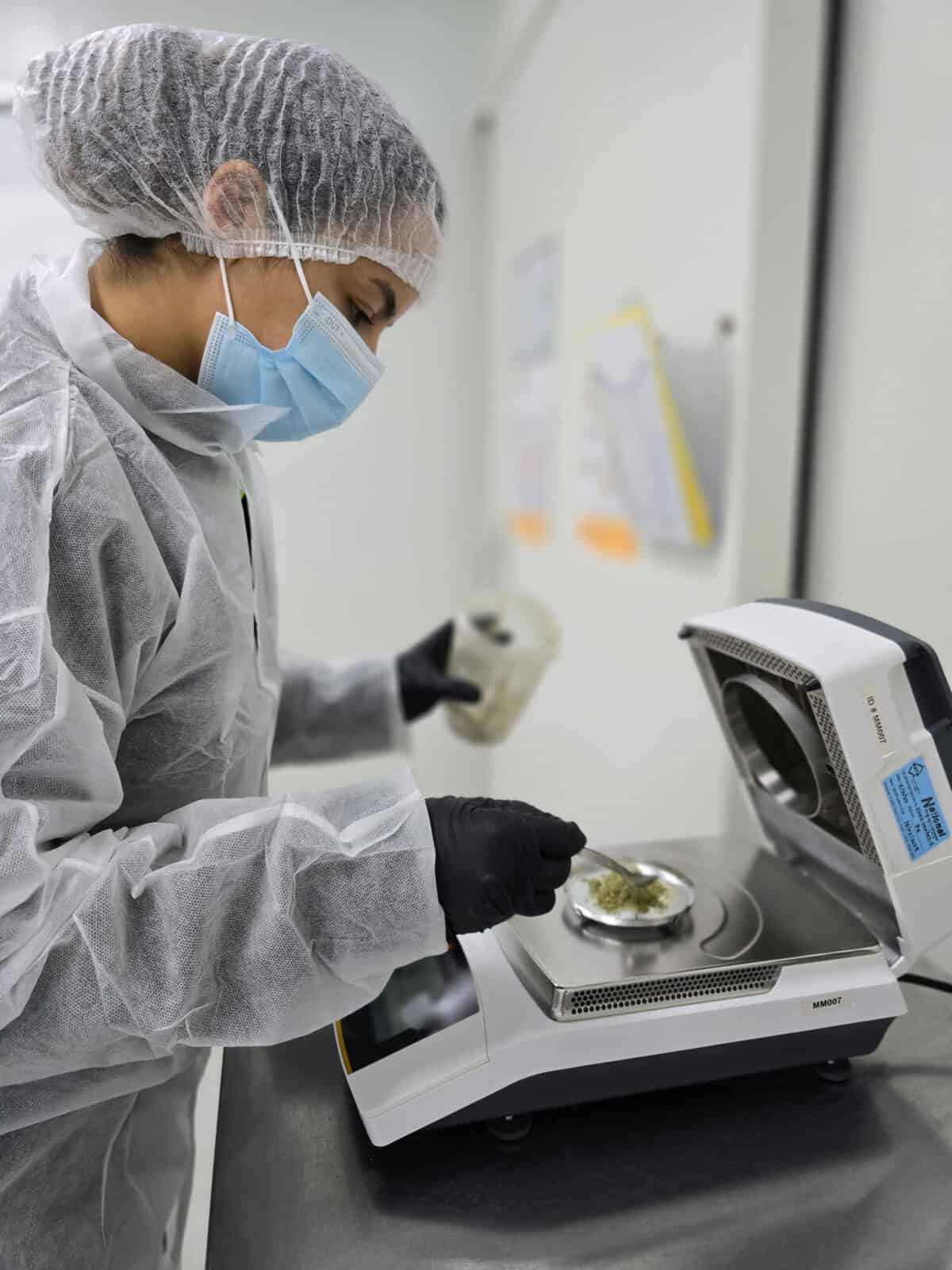 GMP in process testing of medicinal cannabis flower moisture content